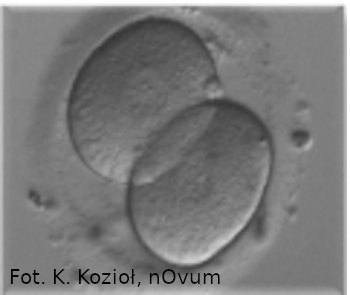 zarodek 2komórkowy