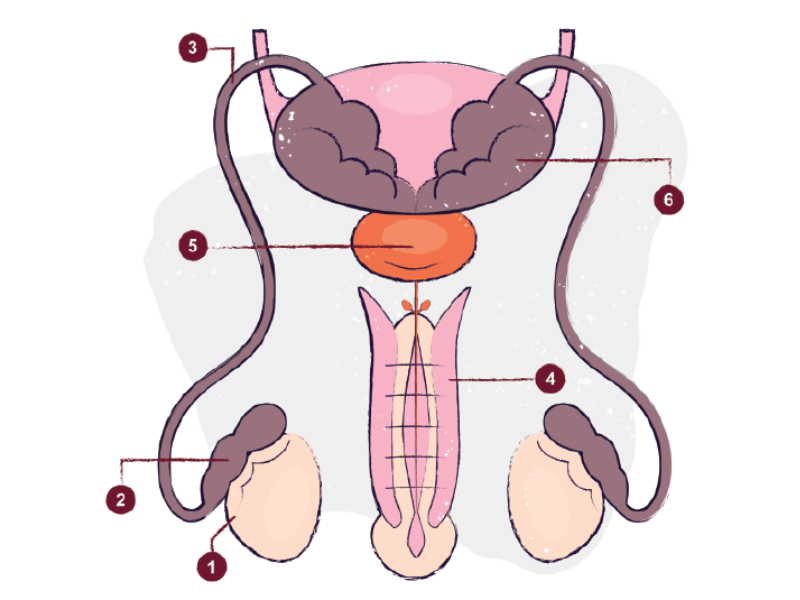 meski uklad rozrodczy
