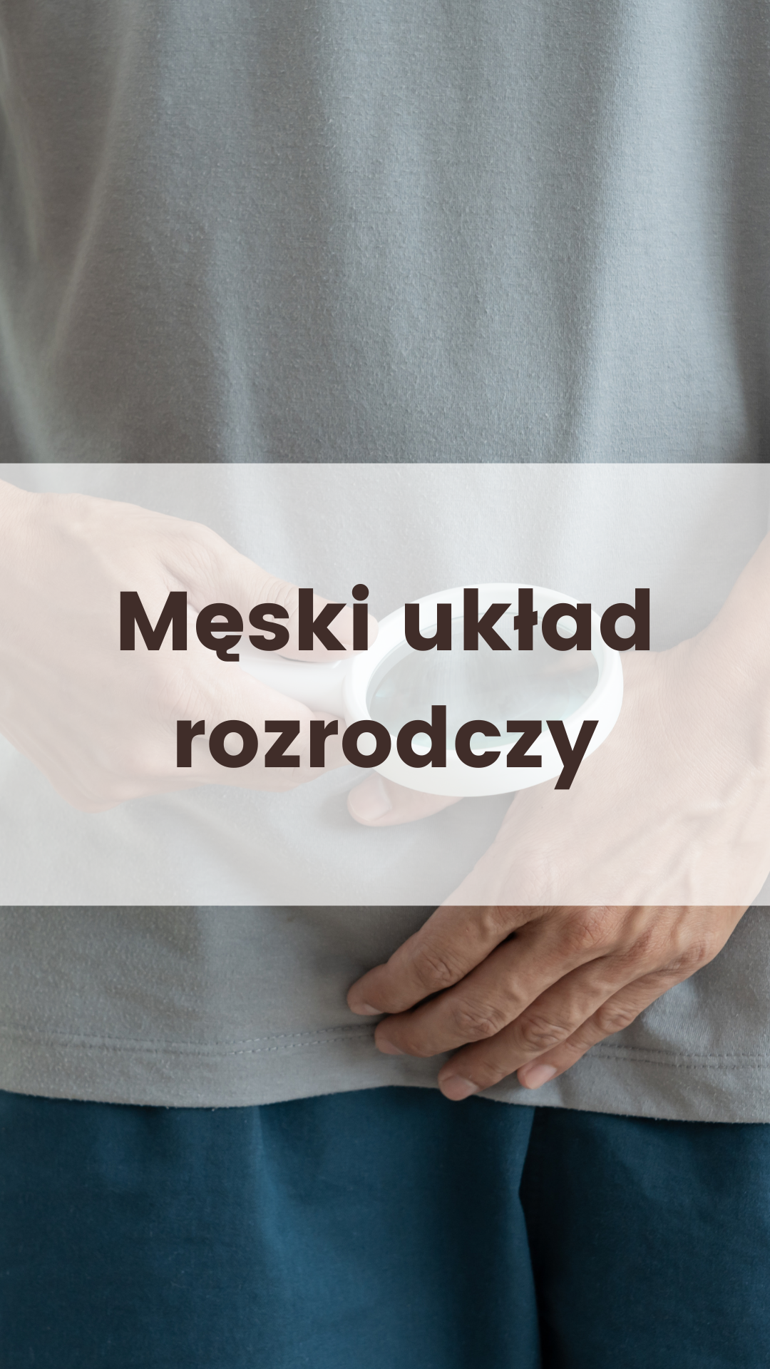 Męski układ rozrodczy