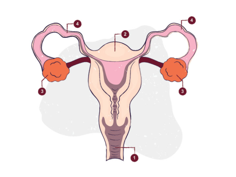 zenski uklad rozrodczy