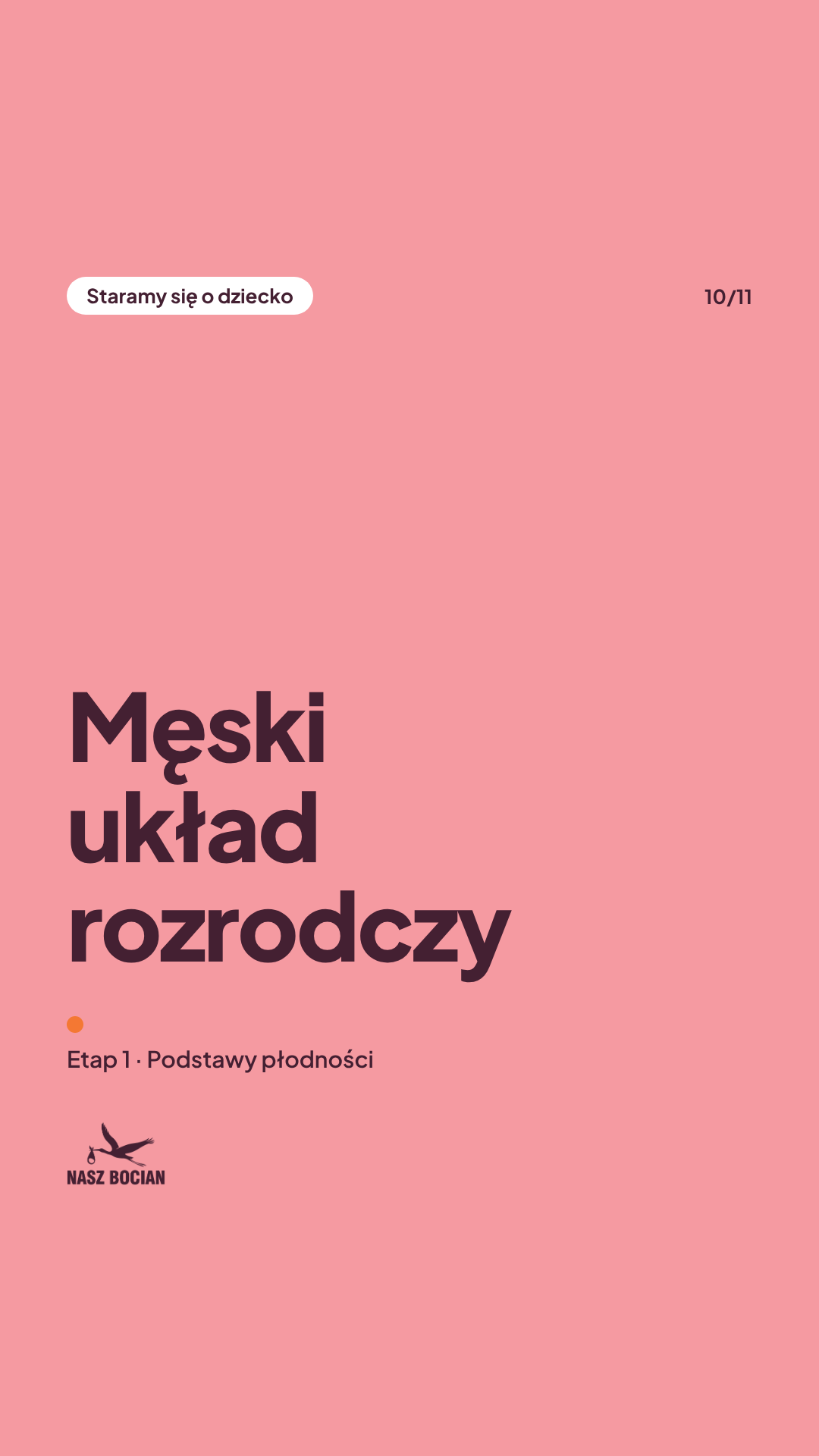 Męski układ rozrodczy