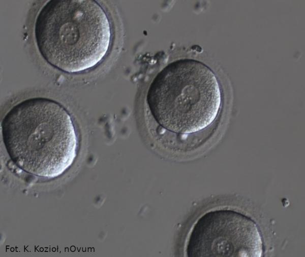 zapłodnione komórki